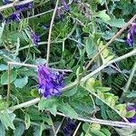 Vicia monantha Flower