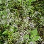 Eryngium hookeri Flower