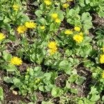 Doronicum orientale Libunga