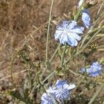 Cichorium endiviaКвітка