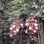 Eulophia horsfallii Flower