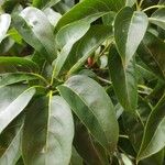 Cordia gerascanthus Liść