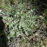 Mantisalca salmantica Hoja