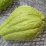 Sechium edule Φρούτο