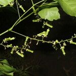 Serjania membranacea 花