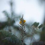 Sophora tomentosa Žiedas