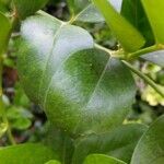 Atractocarpus sessilifolius Liść