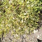 Pulicaria arabica Цветок