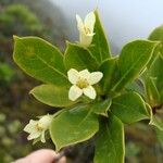 Pittosporum dzumacense Квітка