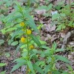 Lysimachia thyrsiflora Хабит