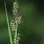 Carex buxbaumii Плід