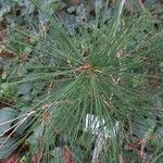 Pinus bungeana Лист