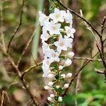 Epacris microphylla 花