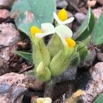 Tripodion tetraphyllum Blüte