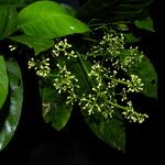 Chrysochlamys glauca Hoja