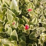 Mesembryanthemum cordifolium cv. 'Variegata'Blad