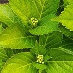 Hydrangea macrophyllaFuelha