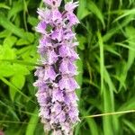 Dactylorhiza fuchsii Blüte