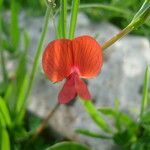 Lathyrus sphaericus 花