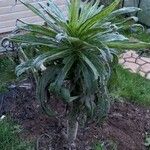 Echium strictum Листок