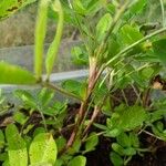 Arachis hypogaea Rinde