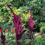 Amaranthus hybridus 花