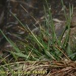 Carex rupestris Habit