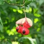 Euonymus verrucosus Fruit