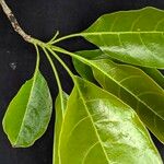 Terminalia superba Hoja