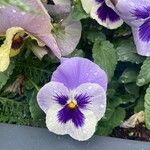 Viola × wittrockianaVirág