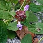 Prunella vulgaris Цветок