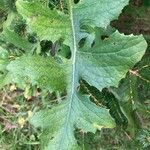 Lactuca canadensis Лист