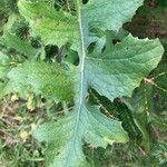 Lactuca canadensis Листок