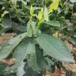 Dais cotinifolia Φύλλο