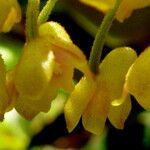 Grammatophyllum speciosum Flower