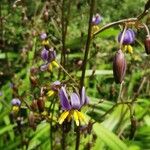 Dianella caerulea Цвят