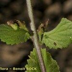 Scrophularia arguta Bark