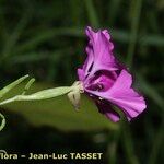 Clarkia pulchella Цветок