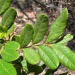 Guioa villosa Habit