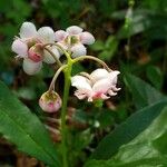 Chimaphila umbellata Λουλούδι