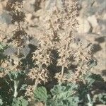 Sideritis montana Likasa