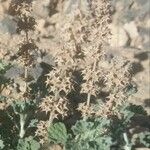 Sideritis montana List