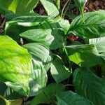 Aglaonema modestum 葉