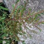 Phyllanthus caroliniensis Folha