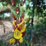 Thunbergia mysorensis Λουλούδι