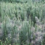 Equisetum giganteum Агульны выгляд