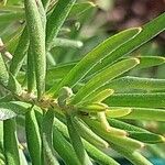 Grevillea juniperina Leaf