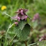 Lamium purpureum花