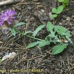 Centaurea jordaniana 形態