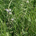 Polemonium occidentale Hábito